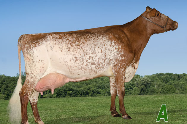 Ayrshire dairy cow