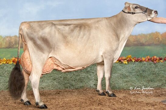 brown swiss dairy cow