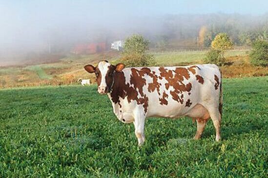 ayreshire dairy cow