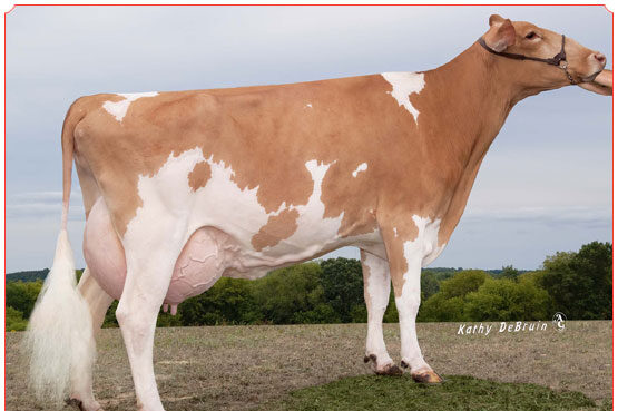 guernsey dairy cow